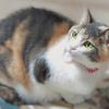 ひなたぼっこが好きな猫
