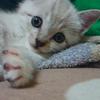 なちゅまま