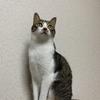 kazumi副業始めました