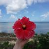 popo_handmade