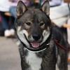 土佐犬