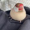 つくね2525