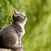 もふもふねこ☆