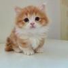Munchkin