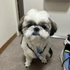かした ゆみ
