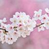 sakura ‎Retouch