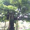  Lavender Tree ナミ