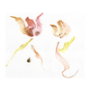 Flow  Flower