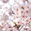 友川　千桜
