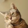 猫も猫とて