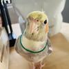 歯科医師オカメインコ