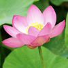 shanti healing salon