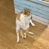 にもこ
