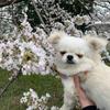 Hanami0507
