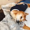 さとけんいちろう