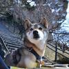 odenkitsune