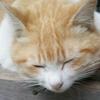 えどがわたろう