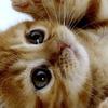 orangecat