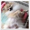 みんみん。