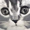 hoのらねこ