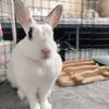 ありんこ動画編集