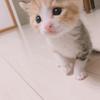 ねここ_nekoko
