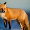 rosefox