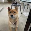 SHIBAOKI