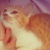 ねこざむらい