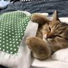 ろーんぶろ