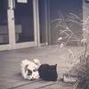 夜の聴き手　黒さん