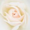 White PEACE