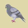 鳥居はとこ