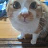 ゆりま。