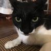 小鳥遊エソラ