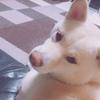 ゆかん
