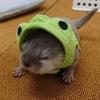 かわうそかえる