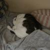うそねこ