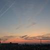 Shimba_07
