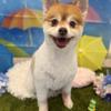 赤坂しろ