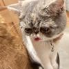 にゃんてんちゃん
