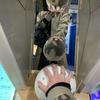 かかるCD