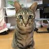 ネコハウス