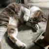依頼をする猫