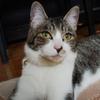 しまねこくろねこ