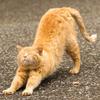 やまこうん