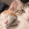 わさびとみかんのお部屋