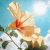 Hana_blossoms