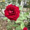 紅薔薇白薔薇