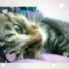 琴愛 みゆ